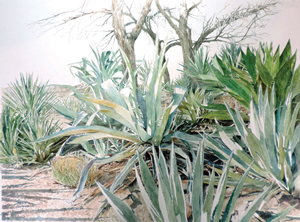 CampbellSack-Yucca-watercolor-web.jpg