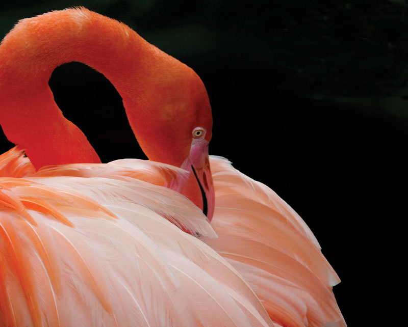 Flamingo Ballerina, Susan Frohmayer photopgraphy 2015