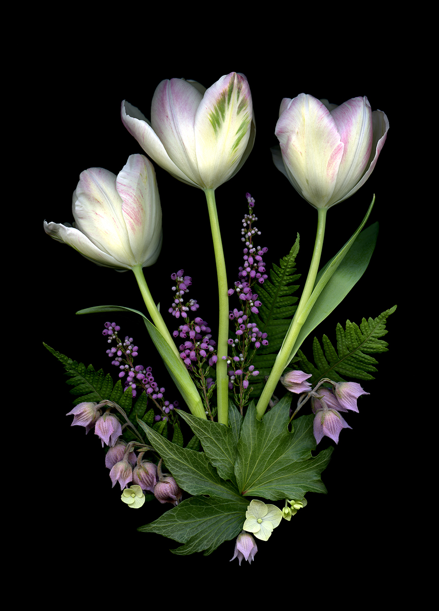 Rain Spark-Cravens, Fretta -Flower Composition 11_Limited Edition archival photography-14_ x11_-$225 Rain Spark-Cravens, Fretta -Flower Composition 11_Limited Edition archival photography-14_ x11_-$225