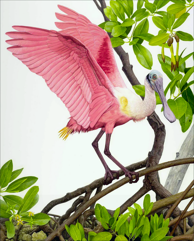 Matt Patterson, Roseate Spoonbill