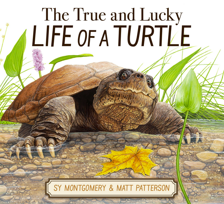 The True and Lucky Life of a Turtle

A Story of Resilience and Compassion
Meet Fire Chief, a 42-pound snapping turtle whose decades-long reign of his local pond was nearly cut short by a highway collision. In this heart-warming, starred-review true story, Matt Patterson and Sy Montgomery chronicle Fire Chief’s extraordinary recovery—from receiving a custom-built wheelchair to his triumphant return to the wild. It is a gorgeously illustrated tribute to the power of conservation and the "luck" that comes from human kindness.