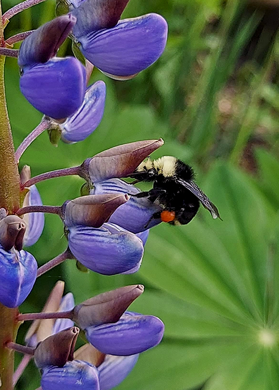 Leah Puhlman - bumble bee with pollen on lupine