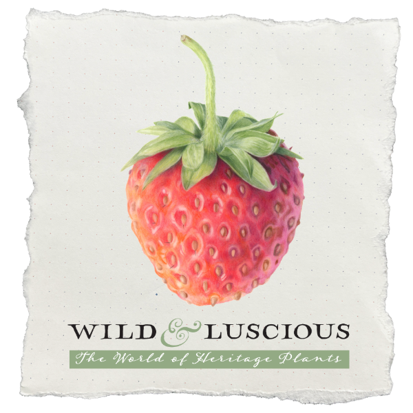 Wild + Luscious botanical artwork — featured exhibit hero