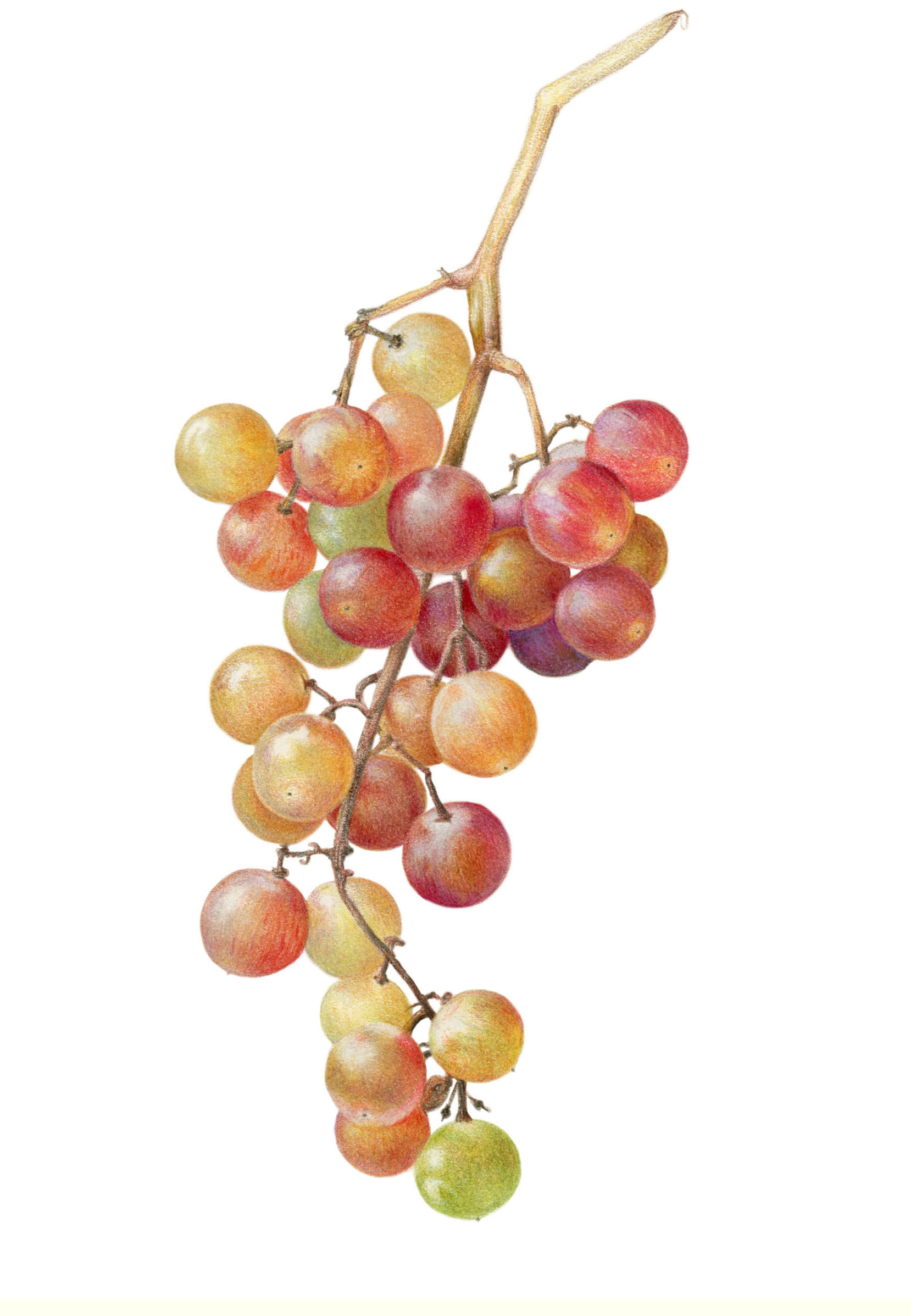 Grapes botanical painting by Janet Parker