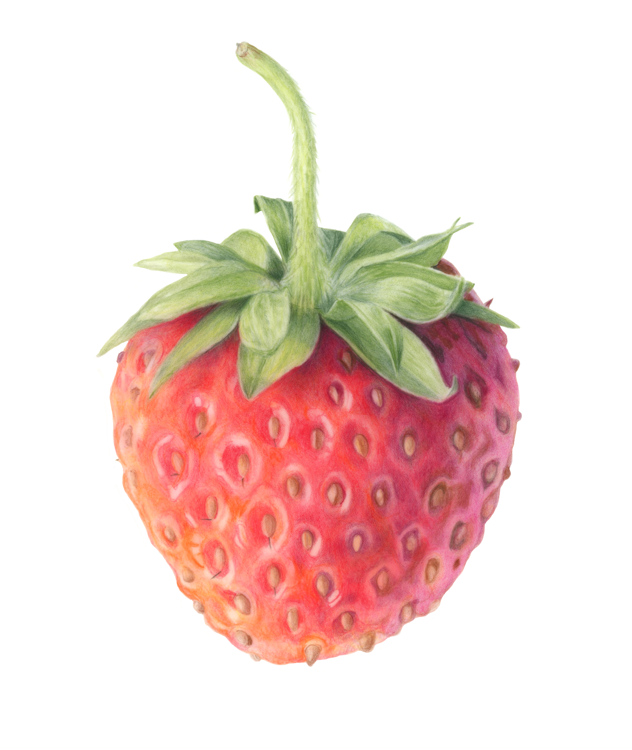 Heirloom Strawberry botanical painting by Janet Parker