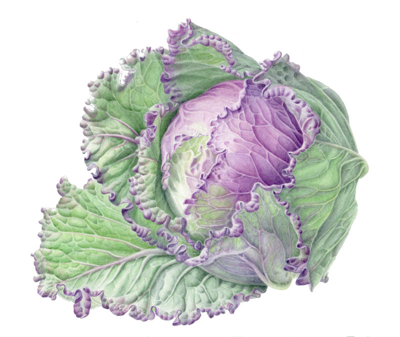 Savoy Cabbage botanical painting by Janene Walkky