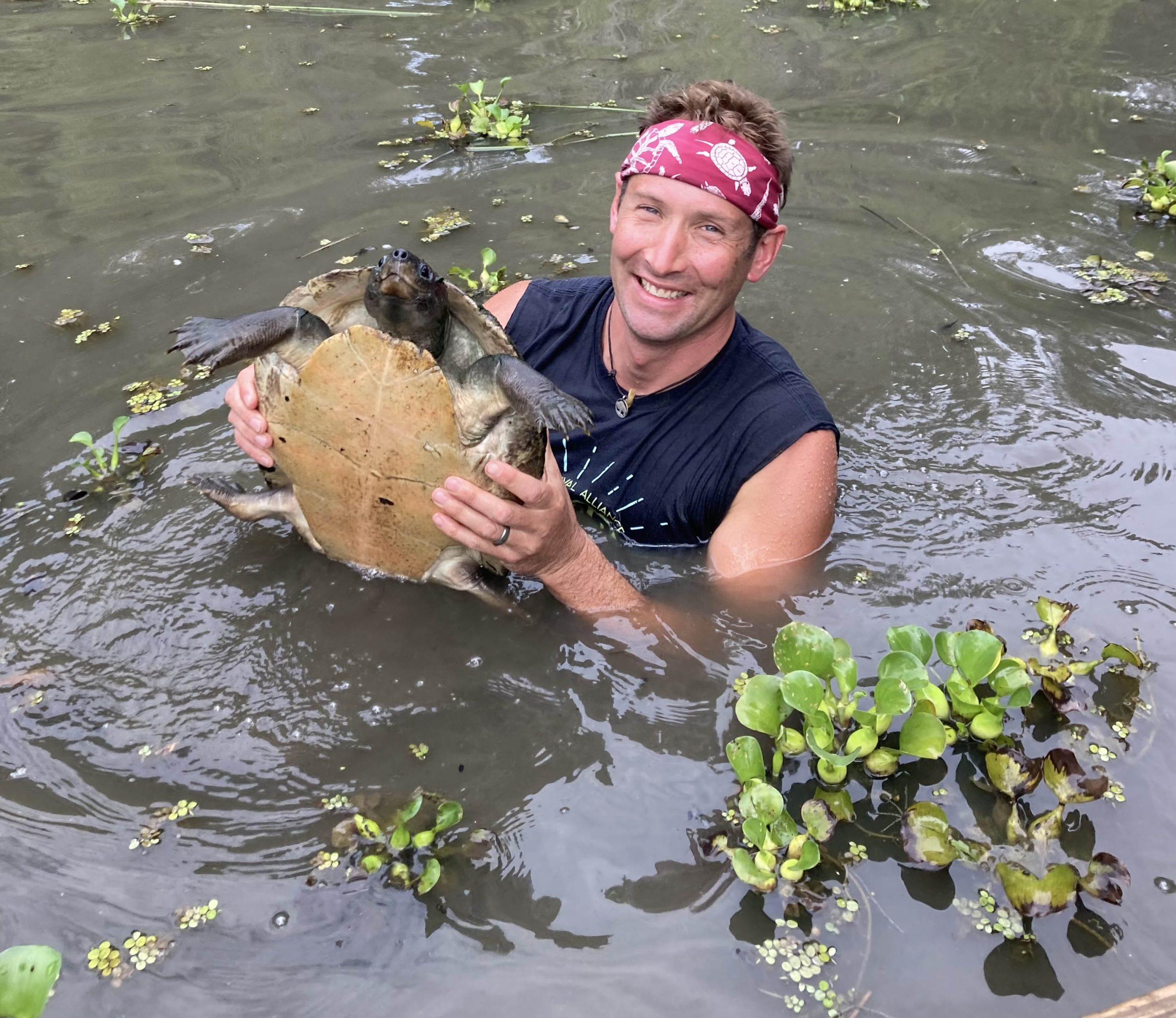 Matt Patterson, Turtle Alliances — a highly realistic painting of turtles