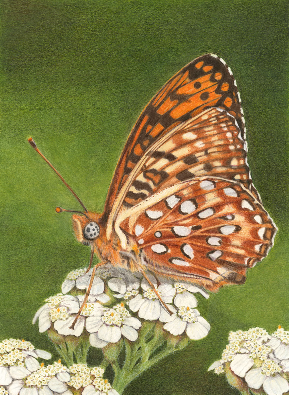 Neal-Terri-Oregon Silverspot-coloredpencil-13x18-1500